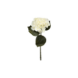 Hortensia vit 62 cm