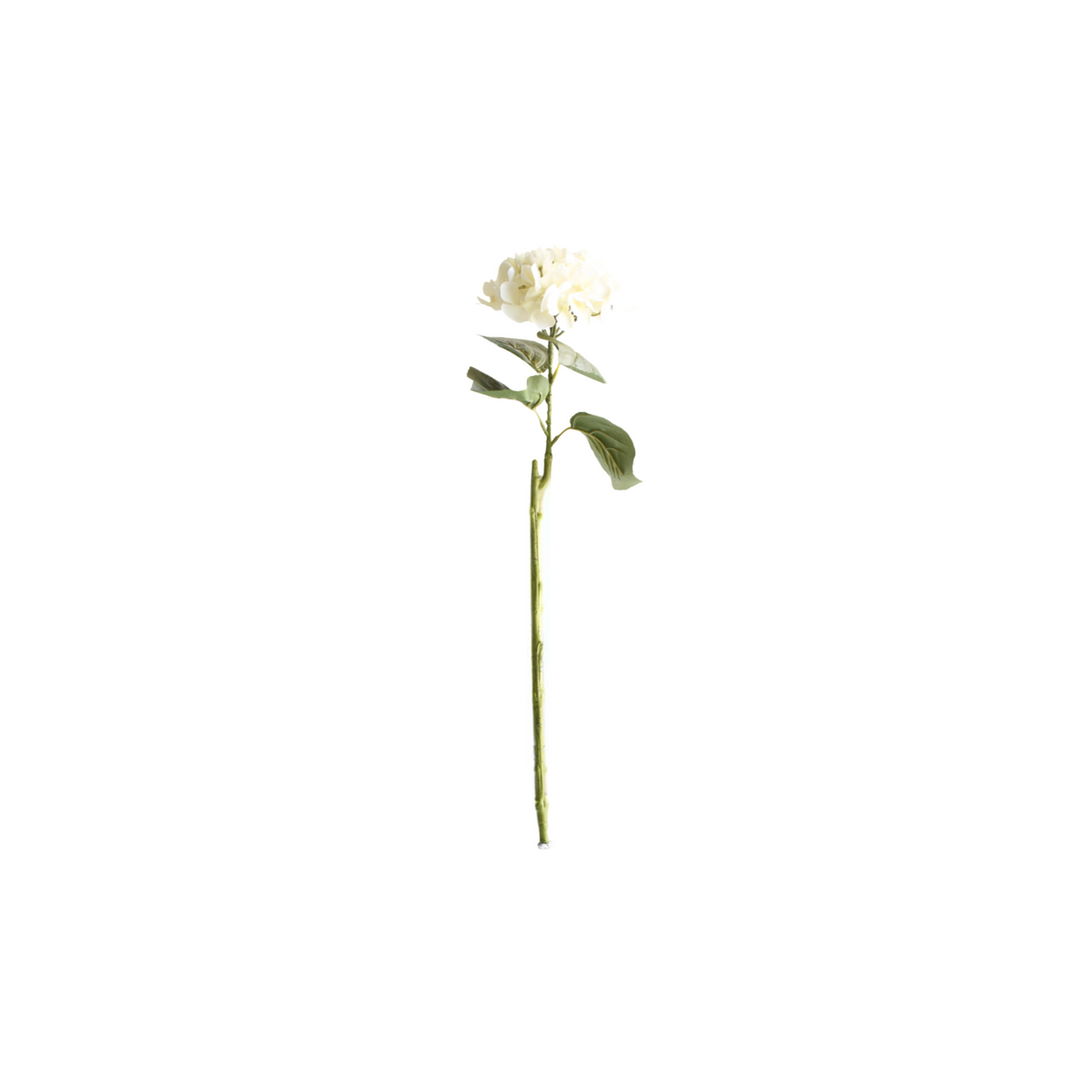 Hortensia vit 62 cm