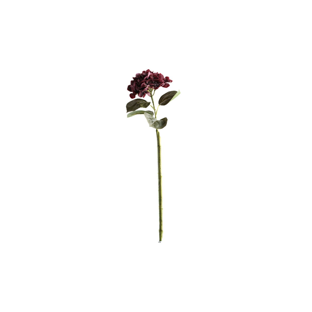 Hortensia vinröd 62 cm