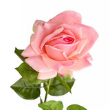 Rose rosa 64 cm