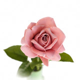 Rose gammelrosa 64 cm