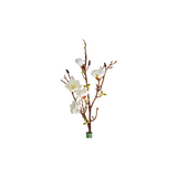 Magnolia vit 106 cm