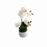 Orkidé vit 30 cm