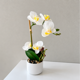 Orkidé vit 30 cm