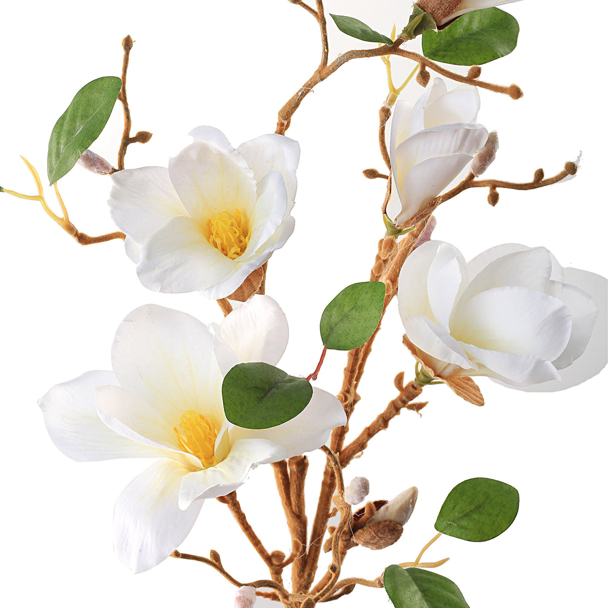 Magnoliagren vit