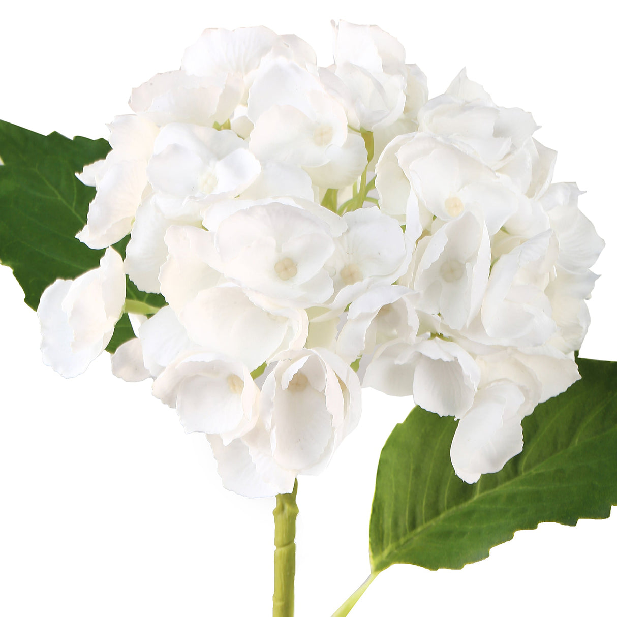 Hortensia vit 3 st