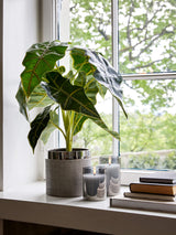Flora Amazonsköld 50 cm