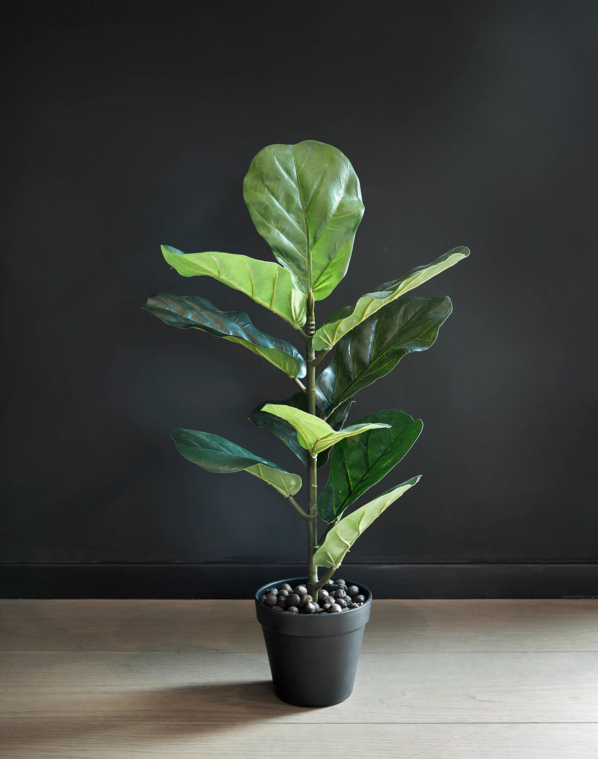 Flora Fiolfikus 50 cm
