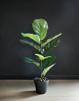 Flora Fiolfikus 50 cm