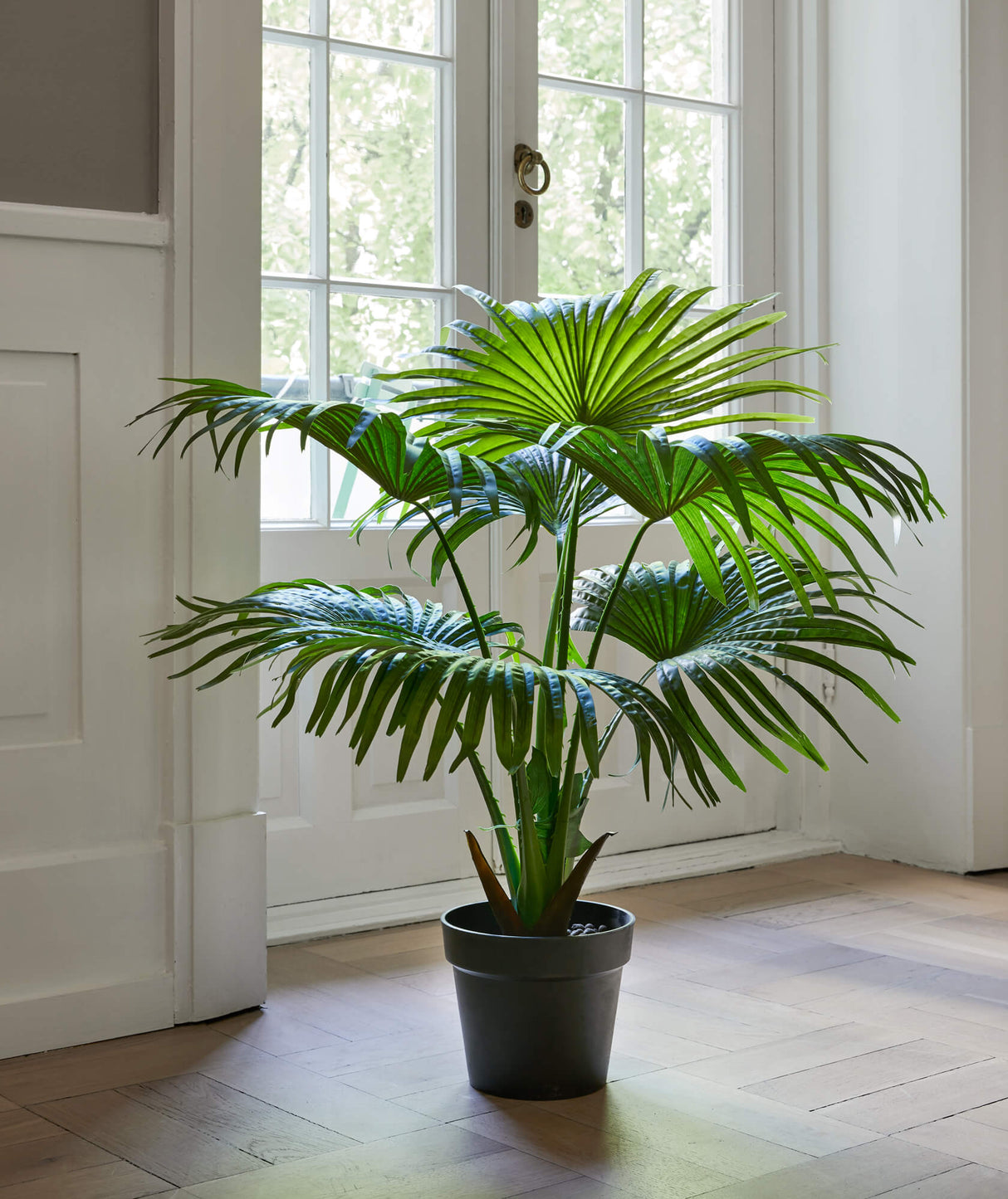 Flora Solfjäderspalm 80 cm