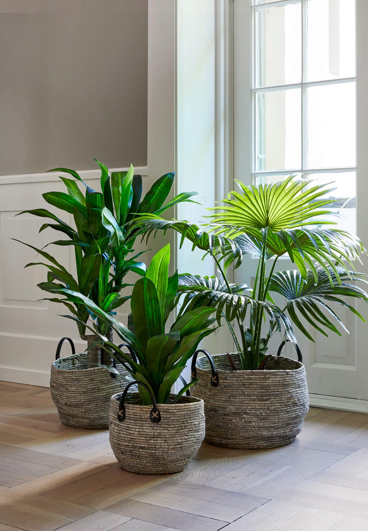 Flora Solfjäderspalm 80 cm