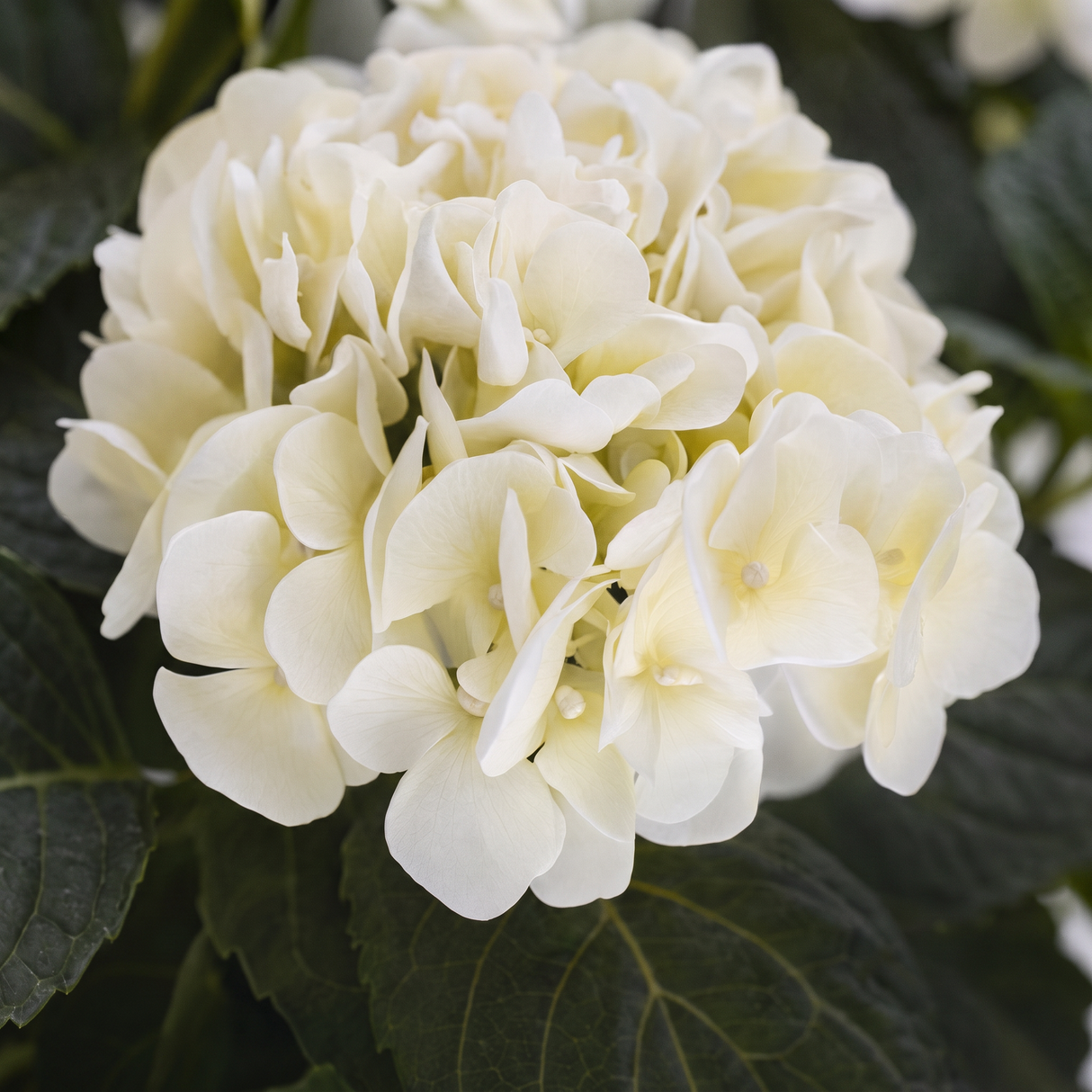 Hortensia vit 62 cm