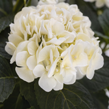 Hortensia vit 62 cm