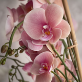 Orkidé rosa 47 cm