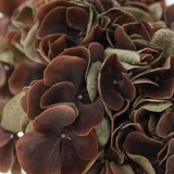 Hortensia brun 62 cm