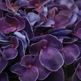 Hortensia blå 62 cm