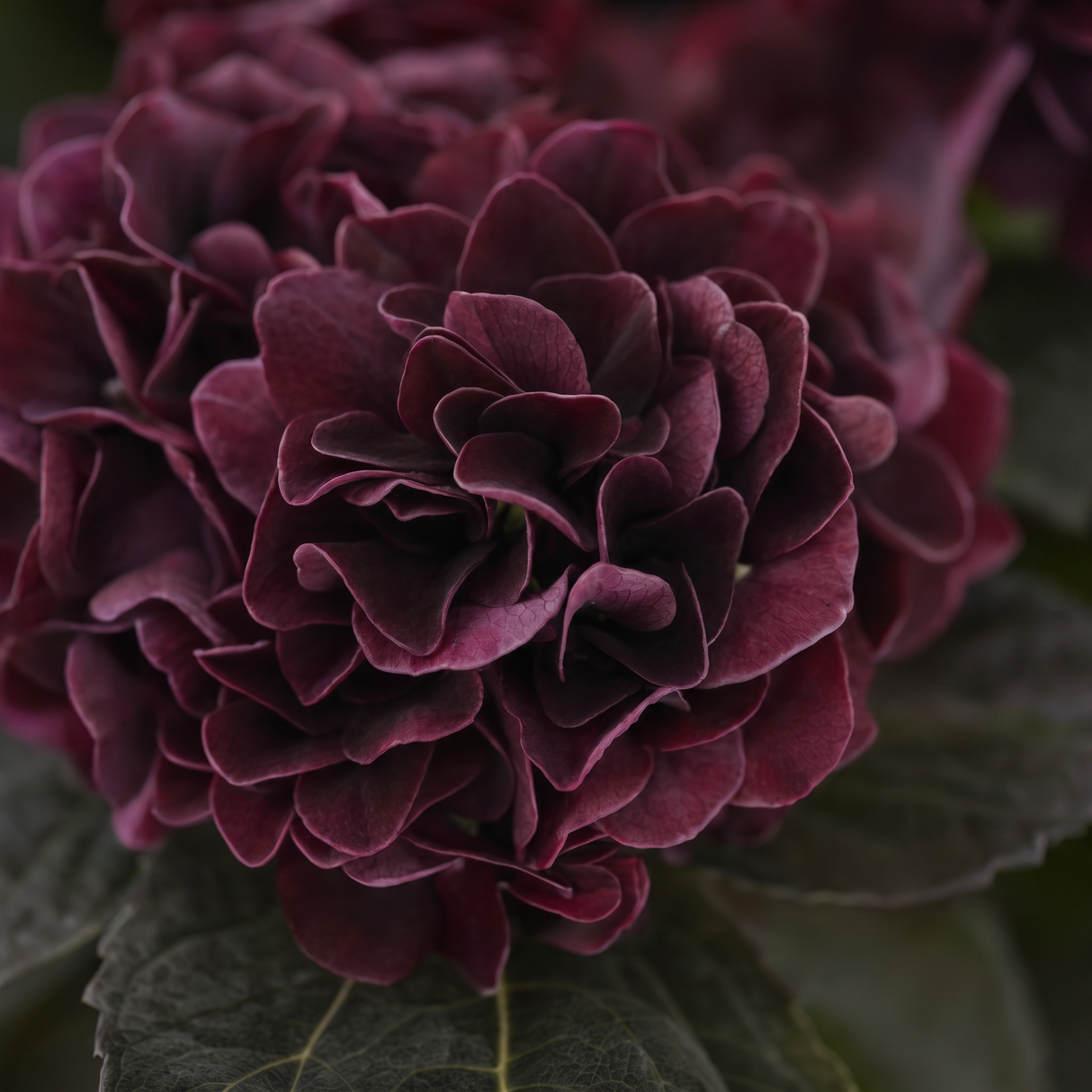 Hortensia vinröd 62 cm