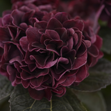 Hortensia vinröd 62 cm